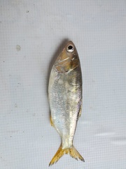 Cetengraulis edentulus