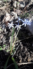 Scilla bifolia