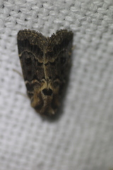 Proteuxoa sanguinipuncta