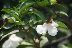 Hesperiidae