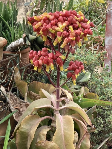 Kalanchoe suarezensis H.Perrier