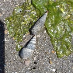 Gastropoda