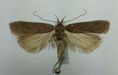 Dichomeris ventrellus