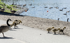 Branta canadensis