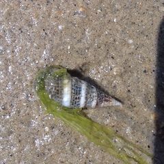 Gastropoda