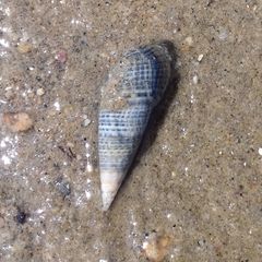 Gastropoda