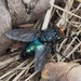Yellow-faced Blowfly - Photo (c) Jakob Fahr, some rights reserved (CC BY-NC), uploaded by Jakob Fahr