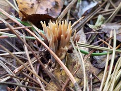 Phaeoclavulina eumorpha