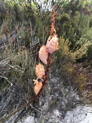 Tritoniopsis antholyza