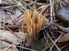 Phaeoclavulina eumorpha