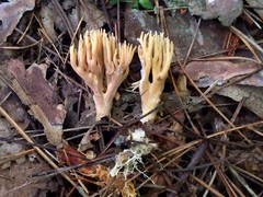 Phaeoclavulina eumorpha