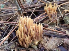 Phaeoclavulina eumorpha