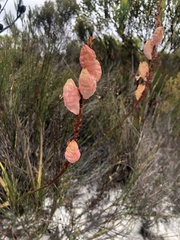 Tritoniopsis antholyza