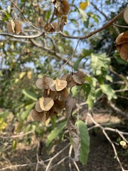 Combretum quadrangulare