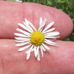 Aphanostephus riddellii