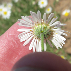 Aphanostephus riddellii