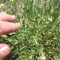 Aphanostephus riddellii