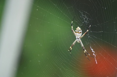 Argiope argentata