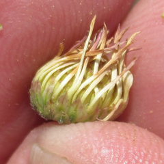 Aphanostephus riddellii