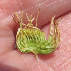 Aphanostephus riddellii