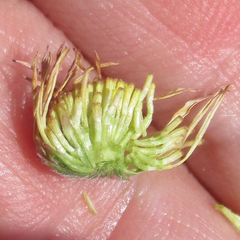 Aphanostephus riddellii