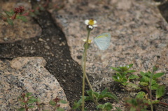 Eurema elathea