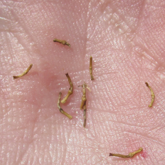 Aphanostephus riddellii