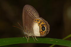 Splendeuptychia quadrina