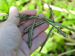 Paspalum millegranum