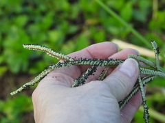 Paspalum millegranum