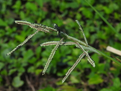 Paspalum millegranum
