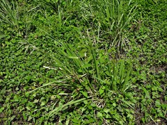 Paspalum millegranum