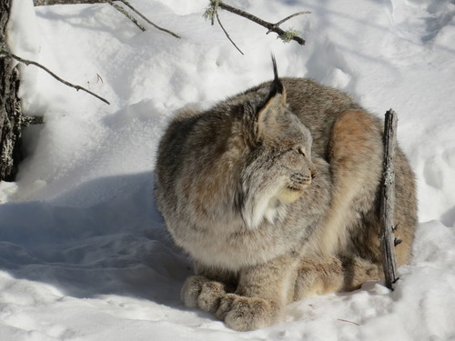 Canada Lynx photographed in Arizona