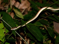 Dendrelaphis subocularis