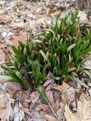 Leucojum aestivum
