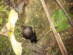Carabus ulrichii
