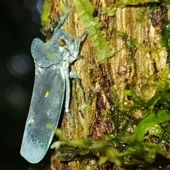 Proconia esmeraldae