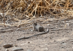 Microcavia australis