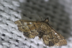 Nacoleia rhoeoalis