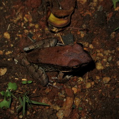 Sylvirana mortenseni