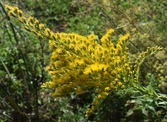 Solidago microglossa