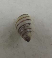 Drymaeus rufolineatus