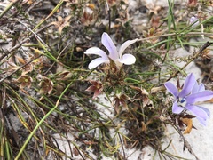 Roella prostrata