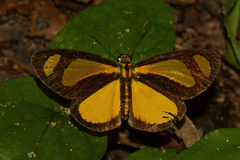 Cabirus procas