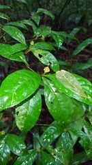 Eumachia guianensis