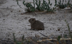 Microcavia australis