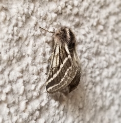 Lycia zonaria