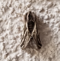 Lycia zonaria