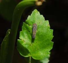 Apogonalia stalii