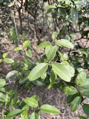 Atalantia monophylla